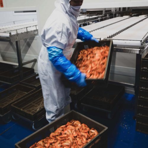 CUISSON CREVETTES | Boulogne-sur-mer, la mer en direct – _C1A0320 1920 boulogne sur mer la mer en direct